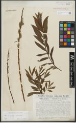 Foto von Salix purpurea L. x Salix viminalis L.